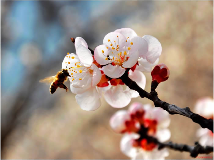 蜜蜂多久生产一批工蜂？